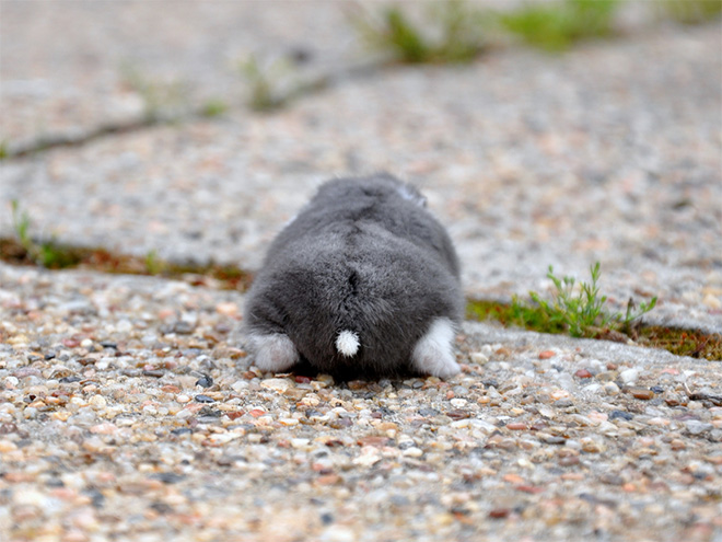 Take a look at this beautiful hamster butt!