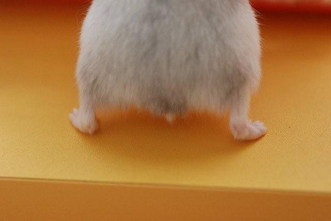 Take a look at this beautiful hamster butt!