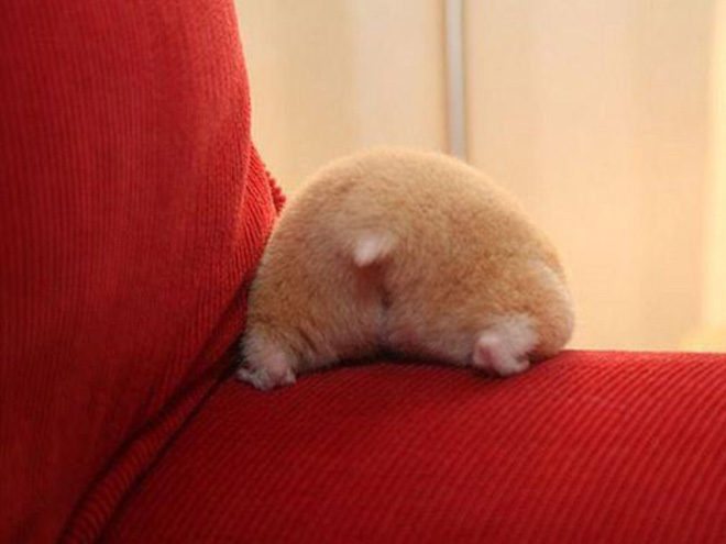 Take a look at this beautiful hamster butt!