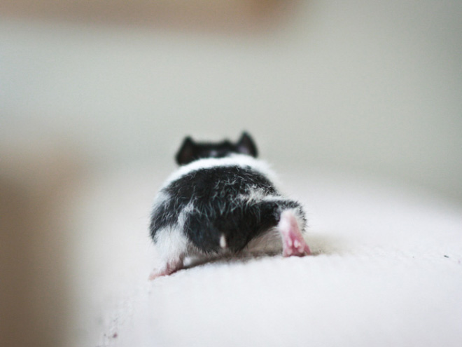 Take a look at this beautiful hamster butt!