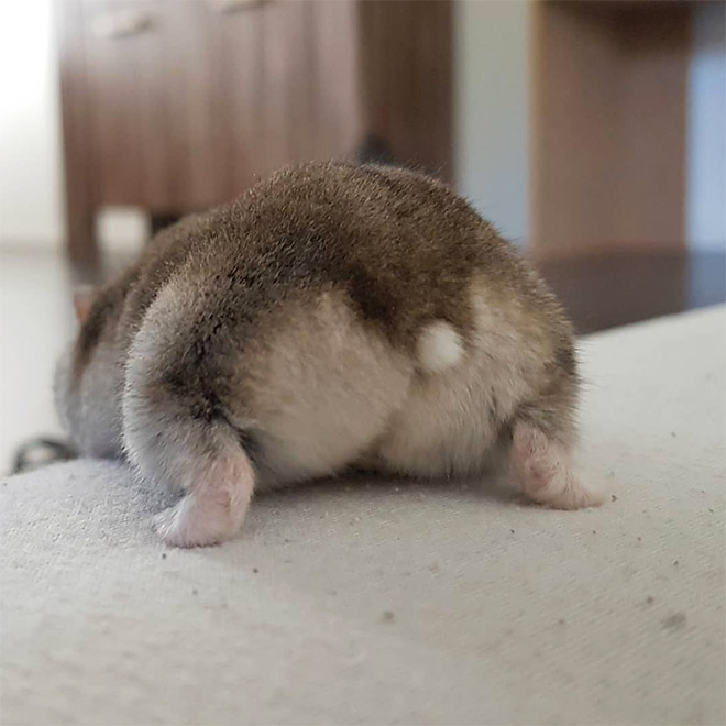 Take a look at this beautiful hamster butt!