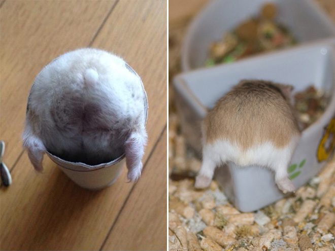 Take a look at this beautiful hamster butt!