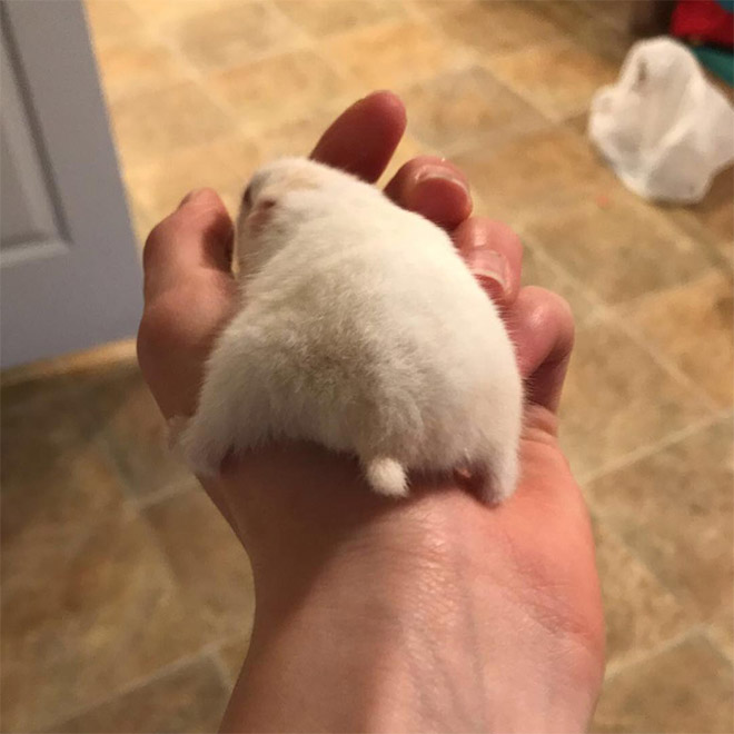 Take a look at this beautiful hamster butt!