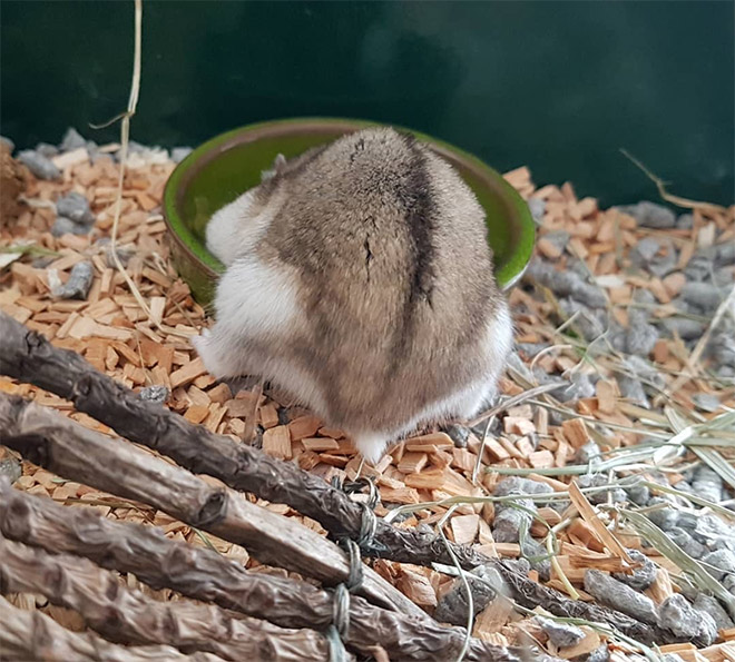 Take a look at this beautiful hamster butt!