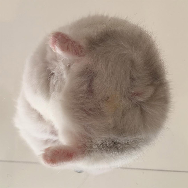 Take a look at this beautiful hamster butt!