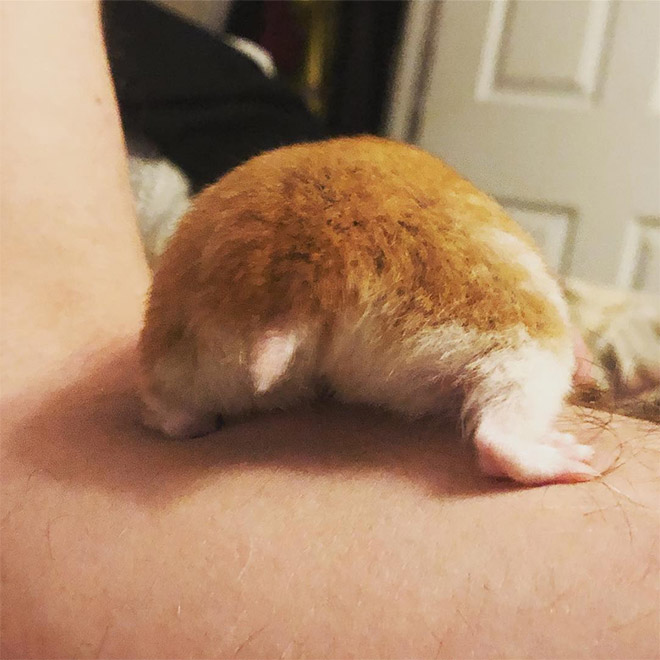 Take a look at this beautiful hamster butt!