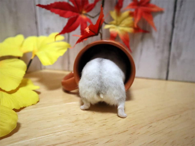 Take a look at this beautiful hamster butt!