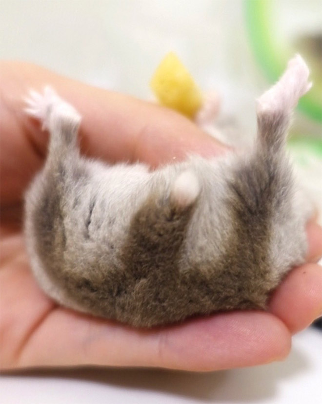 Take a look at this beautiful hamster butt!