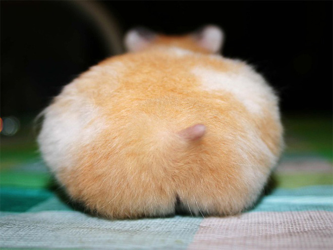 Take a look at this beautiful hamster butt!