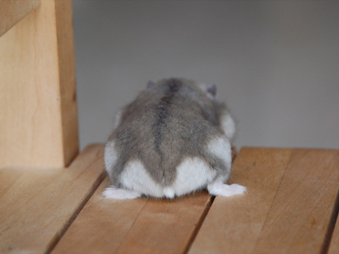 Take a look at this beautiful hamster butt!