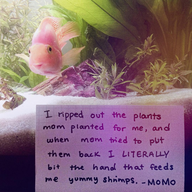 Fish shaming.