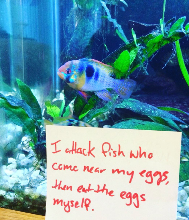 Fish shaming.