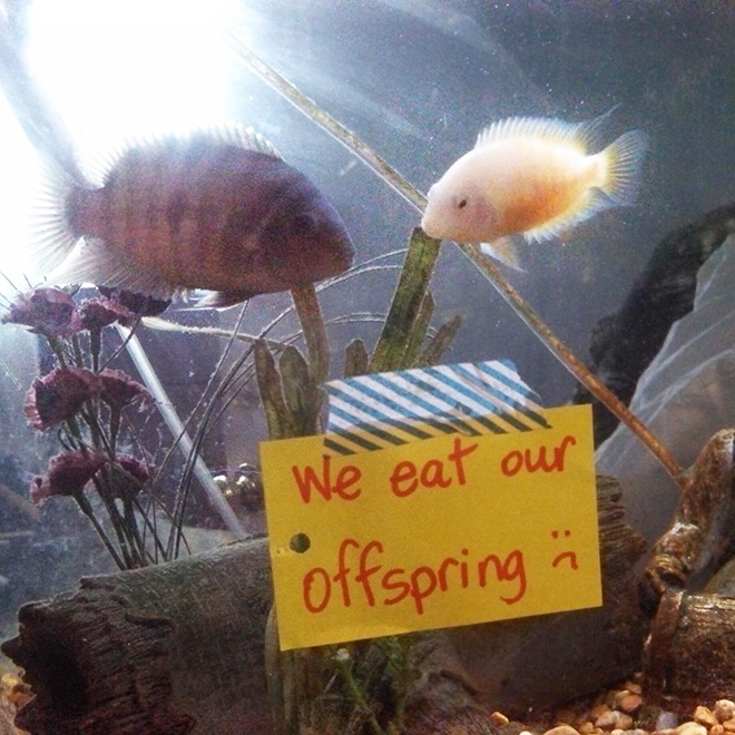 Fish shaming.