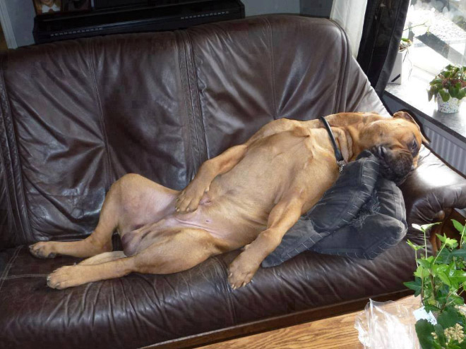 Dogs can sleep literally anywhere.