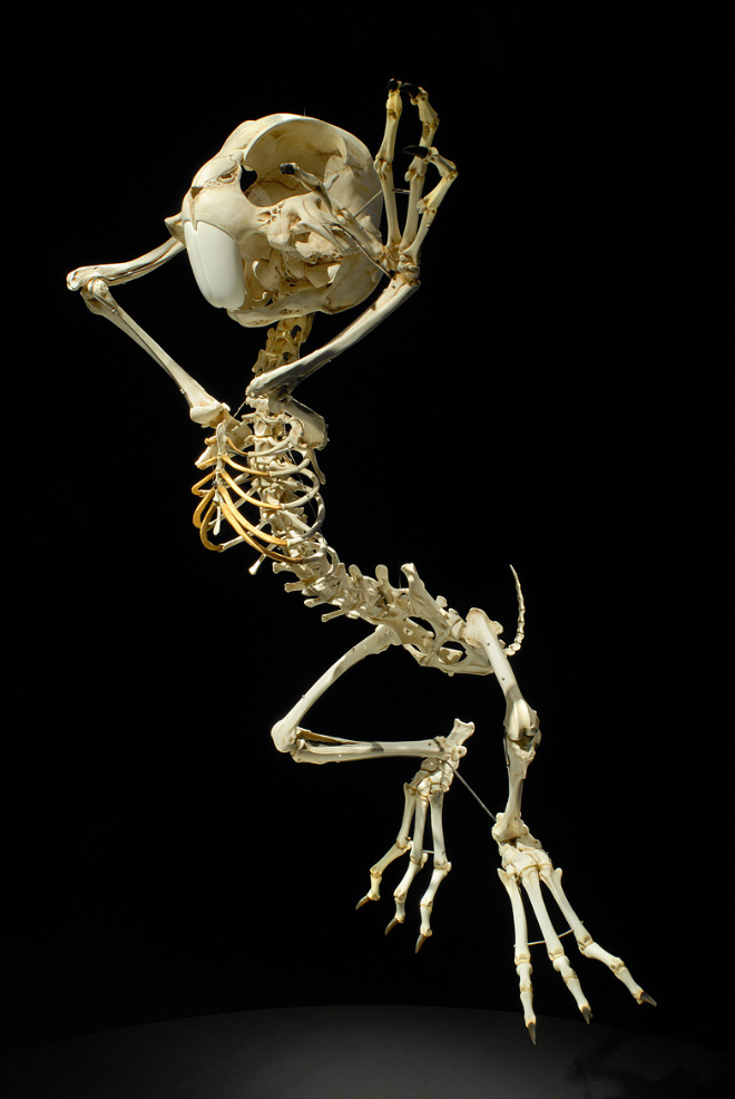 Cartoon skeleton by Hyungkoo Lee.