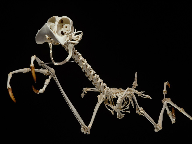 Cartoon skeleton by Hyungkoo Lee.