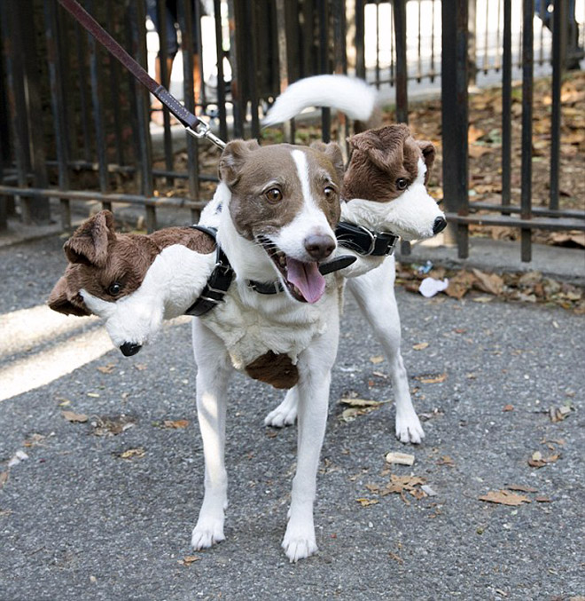 Funny Cerberus Halloween costume.