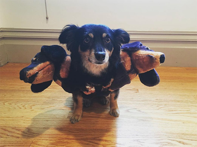 Funny Cerberus Halloween costume.