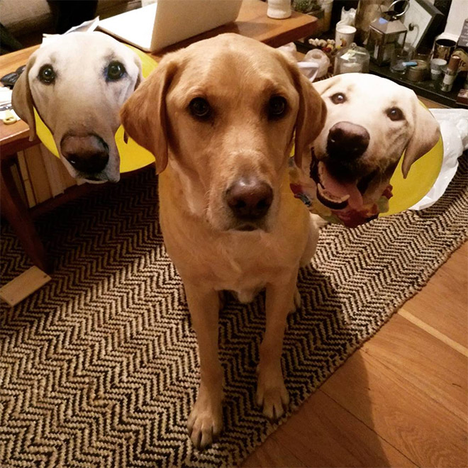 Cerberus Dogs: Funny Three-Headed Dog Halloween Costume