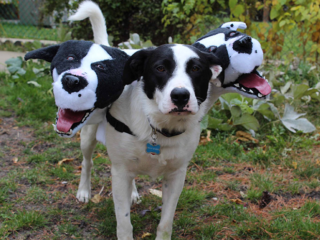 Funny Cerberus Halloween costume.