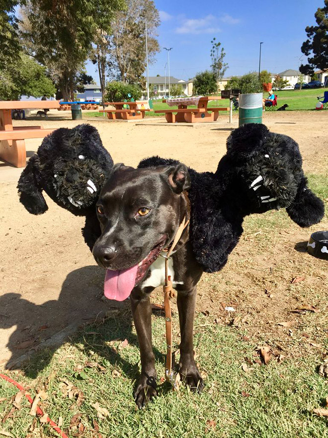 Funny Cerberus Halloween costume.