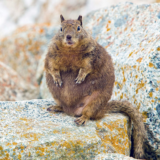 Beautiful fat squirrel.