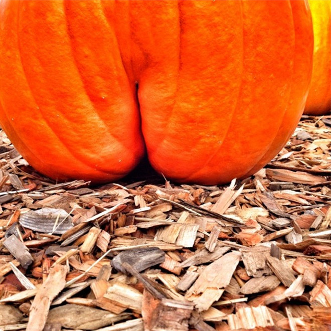 Hilarious butt-shaped Halloween pumpkin.