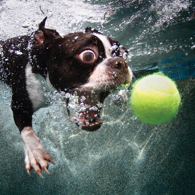 Dog diving for a toy.