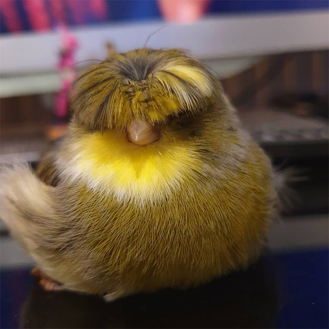 This bird has The Beatles haircut.