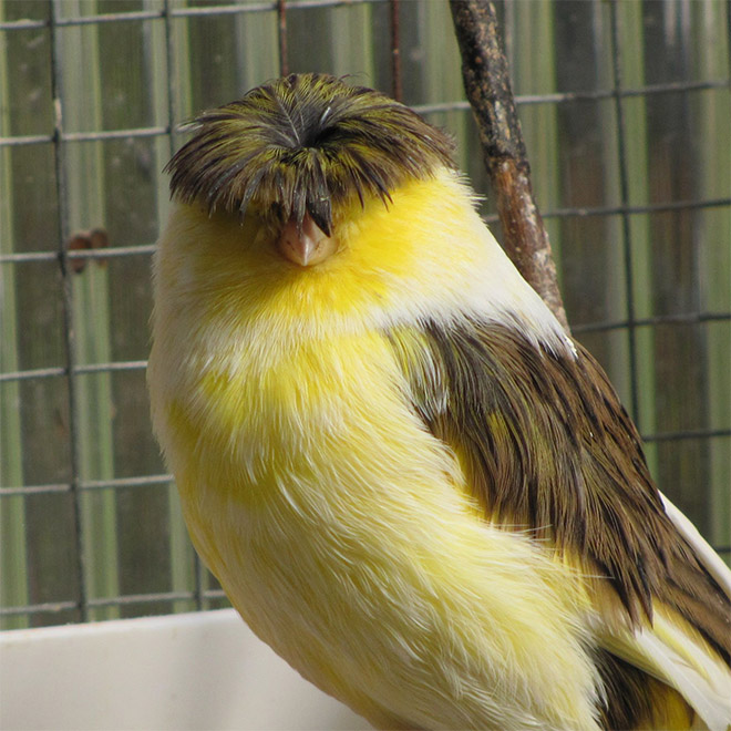 This bird has The Beatles haircut.