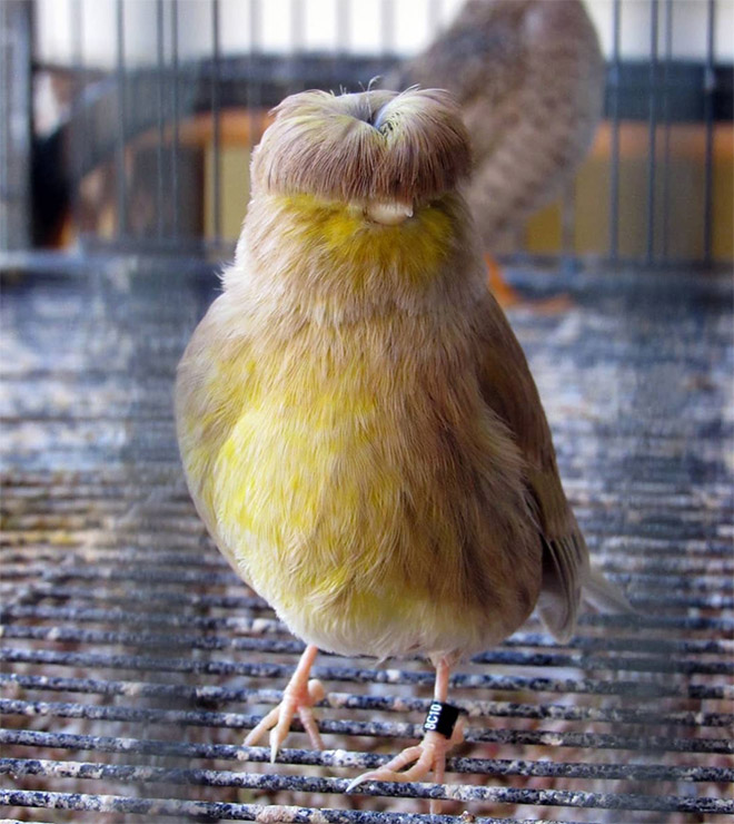 This bird has The Beatles haircut.