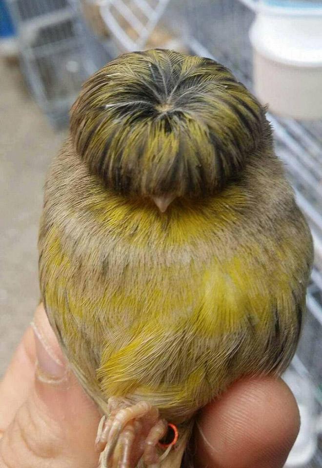 Meet Gloster Canaries: Birds That Always Have a Bad Hair Day