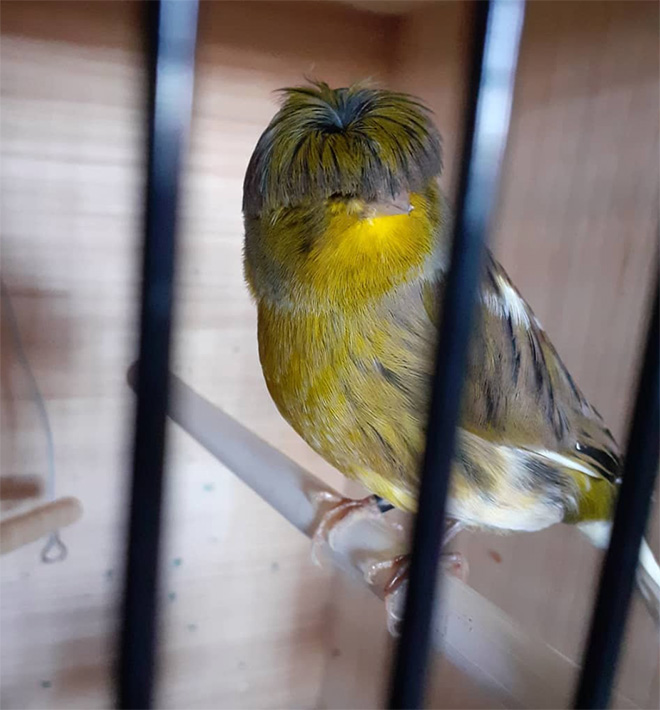 This bird has The Beatles haircut.