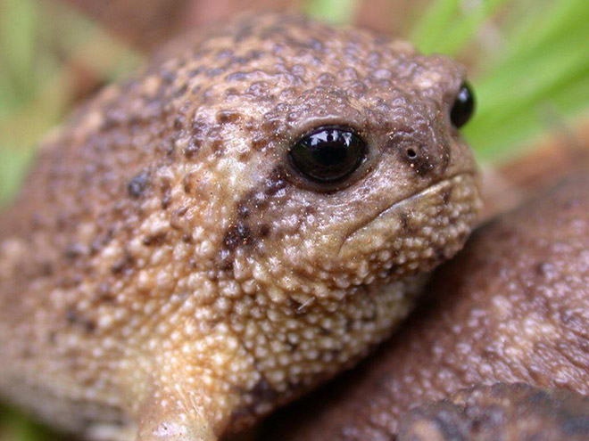 The world's grumpiest frog.