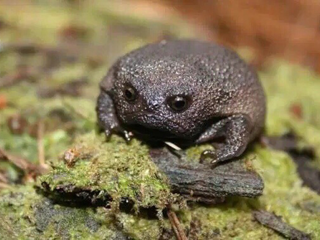 The world's grumpiest frog.