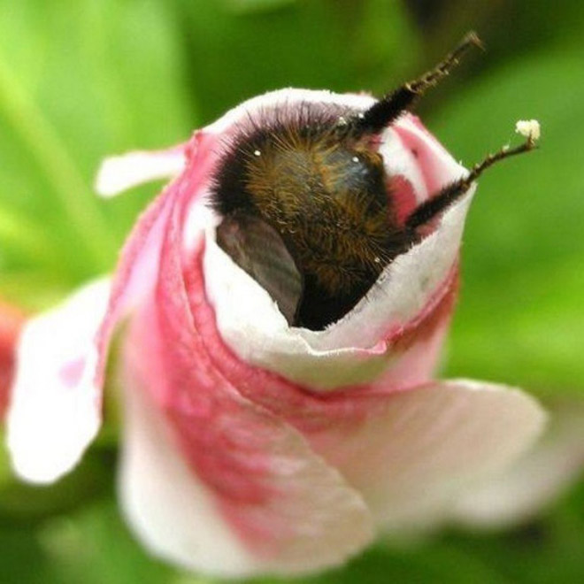 Really tired bumblebee sleeping in a flower.