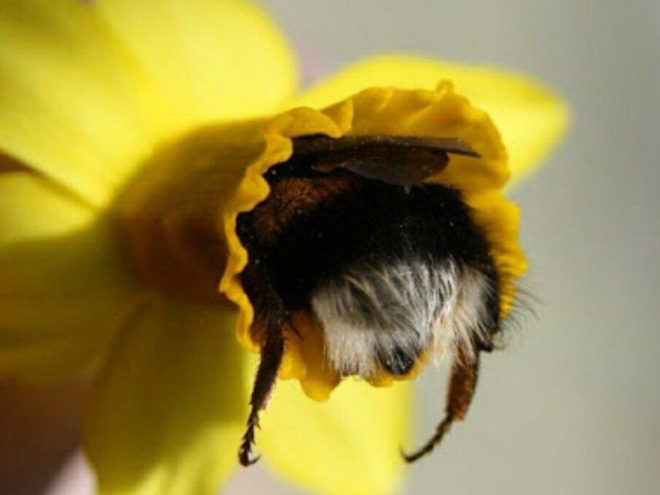 Really tired bumblebee sleeping in a flower.