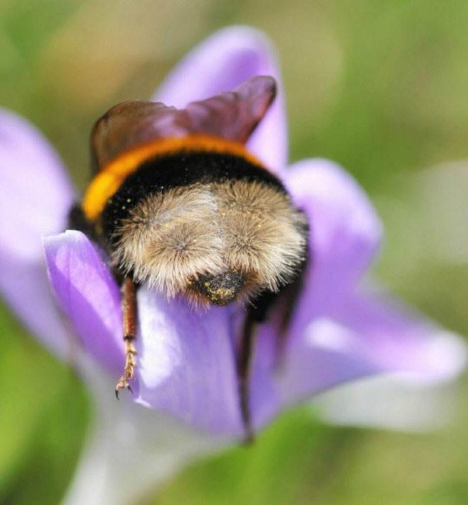 Tired Bumblebees Who Fell Asleep Inside Flowers With ...