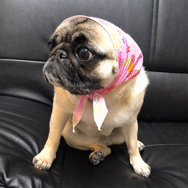 Babushka dog.