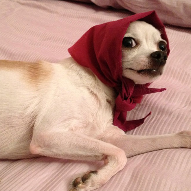 Babushka dog.