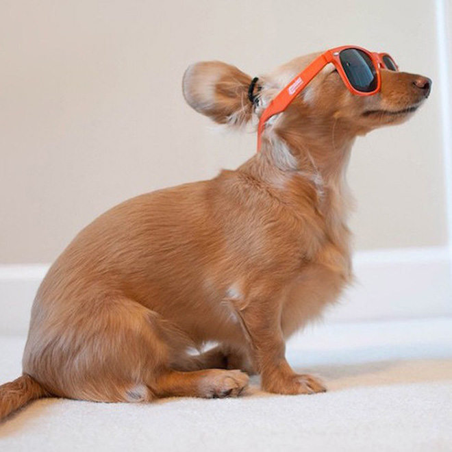 Hipster dog with a man bun.