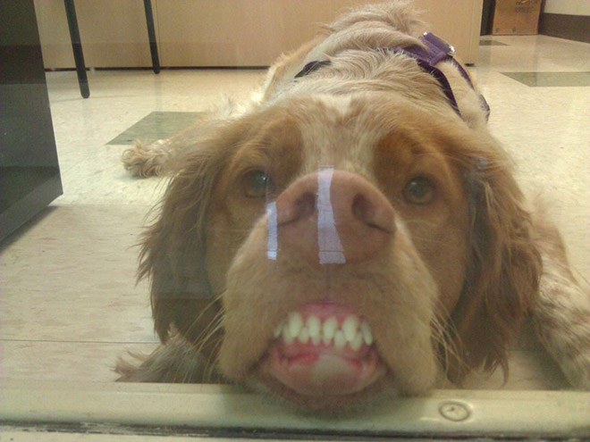 Funny cute dog teeth.