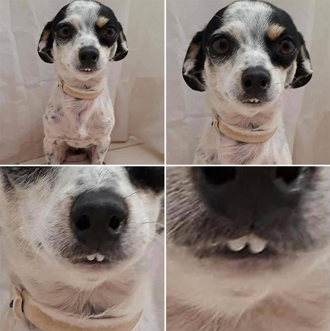 Funny cute dog teeth.