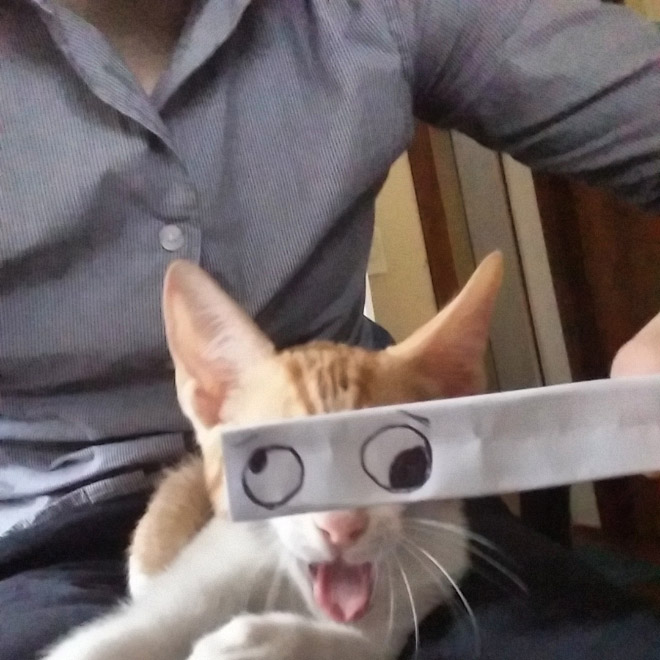 Cartoon eyes look hilarious on a cat.