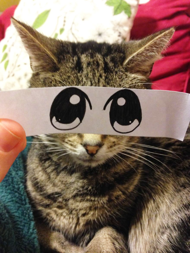 Cartoon eyes look hilarious on a cat.