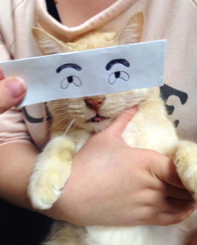 Cartoon eyes look hilarious on a cat.