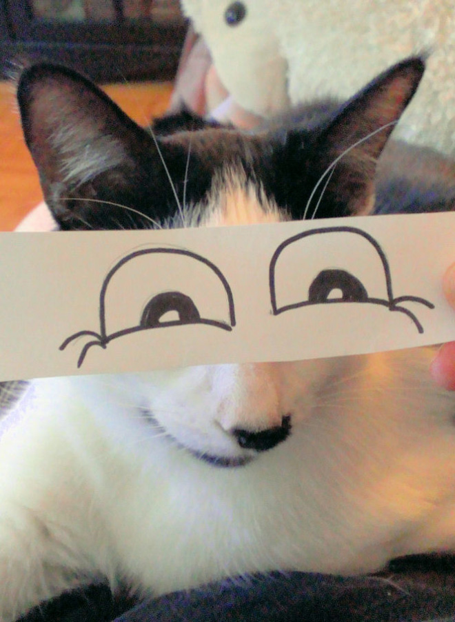 Cartoon eyes look hilarious on a cat.