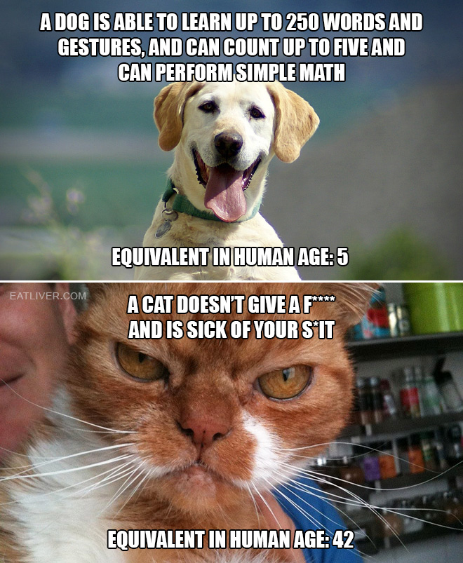 How smart are pets?