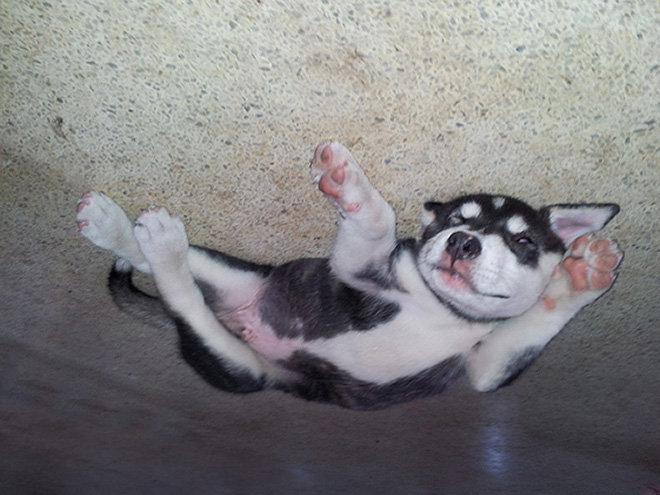 Balloon dog stuck to the ceiling.