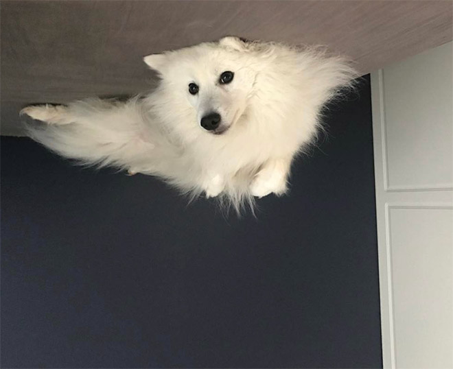 Balloon dog stuck to the ceiling.